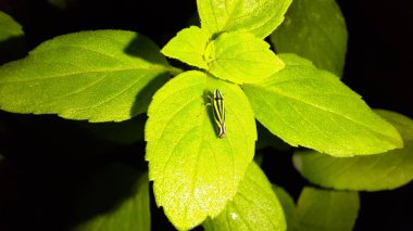 Black and green Sharpshooter Leafhopper on a basil leaf at night.