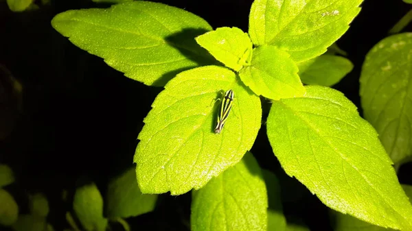Black Green Sharpshooter Leafhopper Basil Leaf Night — Photo
