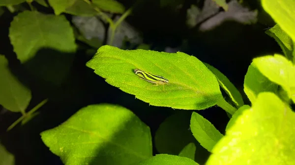 Black Green Sharpshooter Leafhopper Basil Leaf Night — Stockfoto