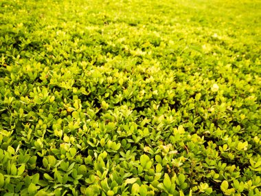 yeşil çimen arka plan, doğal doku, kapat