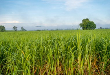 Wichian Buri Bölgesi Sabah Şekeri Manzarası, Phetchabun Eyaleti 21 Ekim 2018