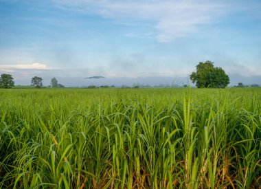Wichian Buri Bölgesi Sabah Şekeri Manzarası, Phetchabun Eyaleti 21 Ekim 2018