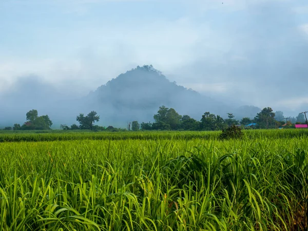 Vista Mañana Caña Azúcar Del Distrito Wichian Buri Provincia Phetchabun — Foto de Stock