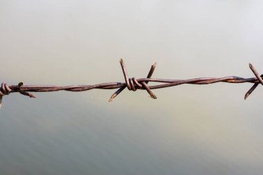 close up old barbed wire fence and ant