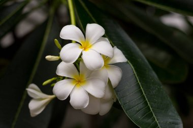 Şampanya çiçekleri evimin arkasında..