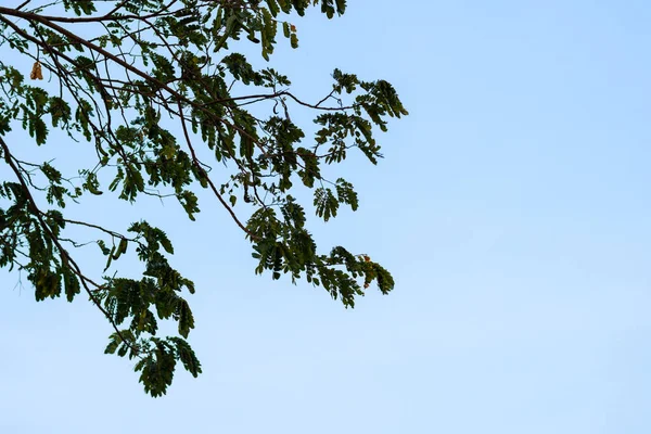 Ağaç dalları gökyüzüne karşı