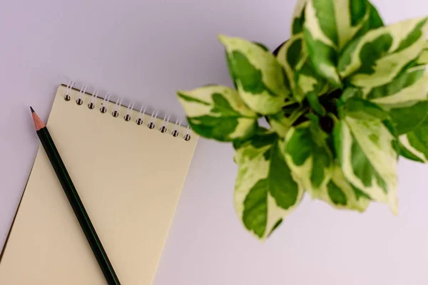 Kalem, defter, yüksek açılı süs ağacı..