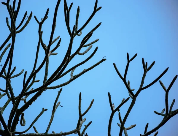 Gökyüzü ağaçlarla dolu.