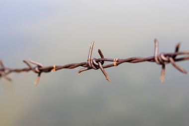 close up old barbed wire fence and ant