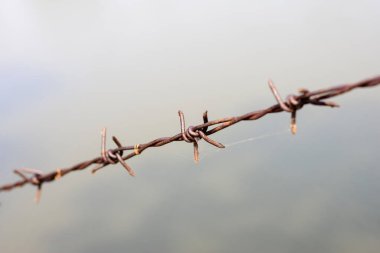 close up old barbed wire fence and ant