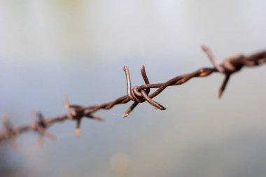 close up old barbed wire fence and ant