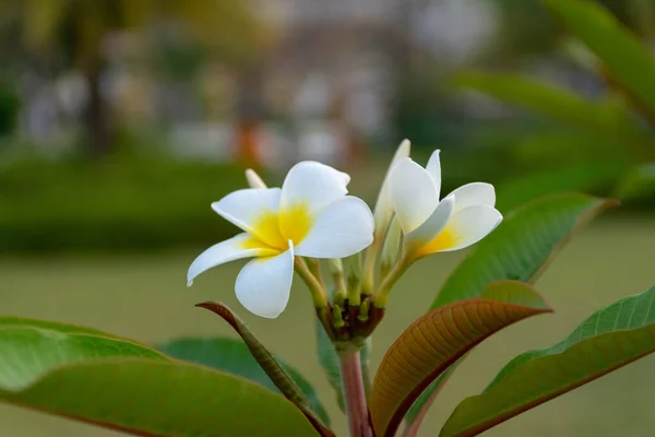 Plumeria Çiçekleri Yazın Beyaz Olur — Stok fotoğraf