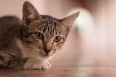 Küçük kedi izliyor..