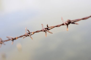 close up old barbed wire fence and ant