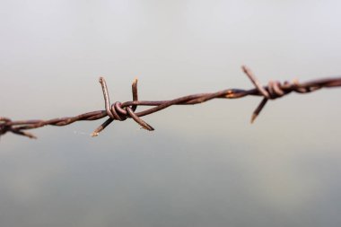 close up old barbed wire fence and ant