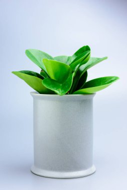 Masadaki süs ağacı..