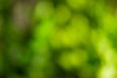 Arka bahçede Yeşil Bokeh