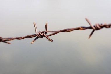 close up old barbed wire fence and ant