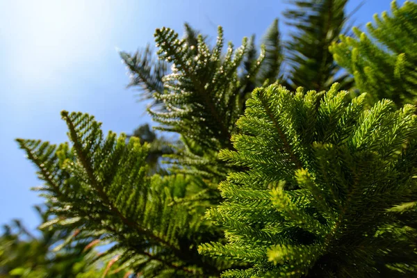 Close Pine Leaves Blue Sky — Stock Photo, Image