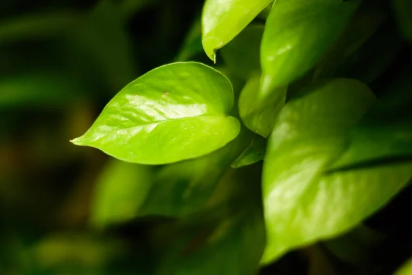 Fermer Les Feuilles Vertes Dans Jardin — Photo