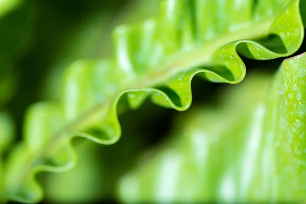 Pattern Leaf Edges — Stock Photo, Image