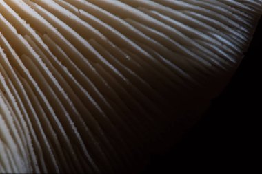 Mantarların yapısı