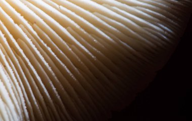 Mantarların yapısı