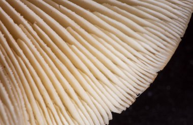 Mantarların yapısı