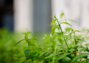 Ağacın genç yaprakları büyüyor..