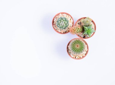 Kaktüs beyaz masada.