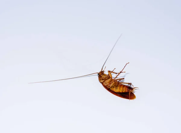 Cockroaches Lie Dead White Ground — Stock Photo, Image
