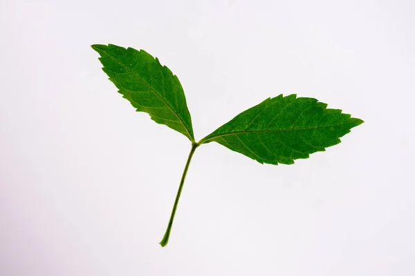 Grønne Blader Hvit Bakgrunn Med Klippebane – stockfoto