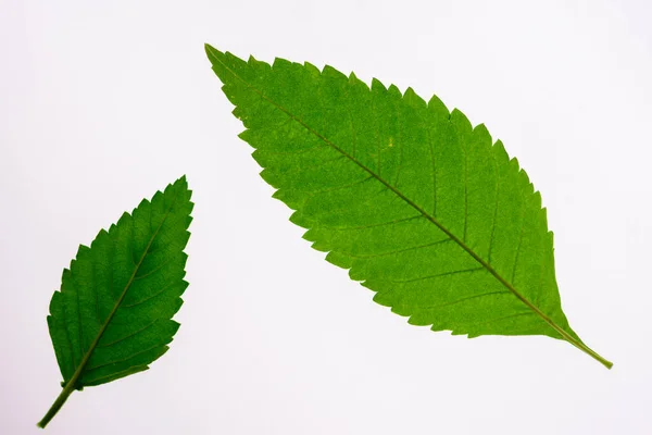 Vihreät Lehdet Valkoisella Taustalla Leikkausreitillä — kuvapankkivalokuva