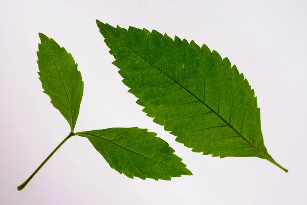 Daun Hijau Pada Latar Belakang Putih Dengan Tapak Kliping — Stok Foto