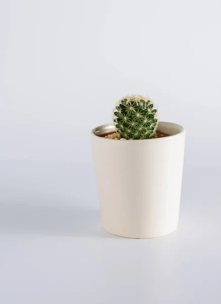 Kaktüs beyaz masada.
