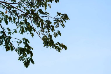 Ağaç dalları gökyüzüne karşı