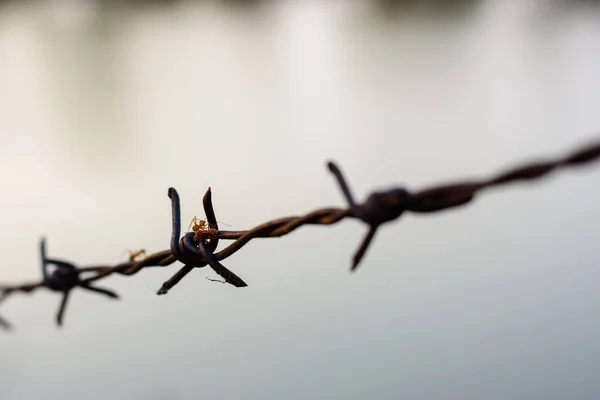 Eski dikenli telleri ve karıncaları kapatın.
