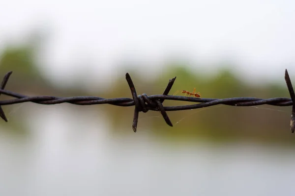 Close Old Barbed Wire Fence Ant — Stock Photo, Image