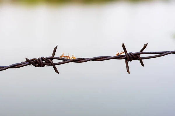 Close Old Barbed Wire Fence Ant — Stock Photo, Image