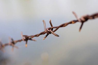 close up old barbed wire fence and ant