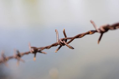 close up old barbed wire fence and ant