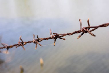 Eski dikenli telleri ve karıncaları kapatın.