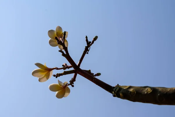 Plumeria çiçekleri yazın beyaz olur..