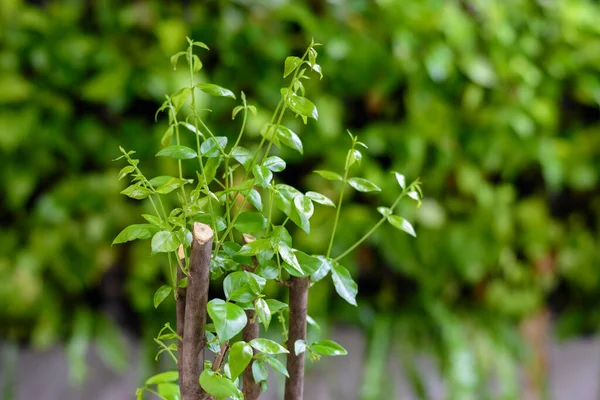 Yaprakların büyümesi
