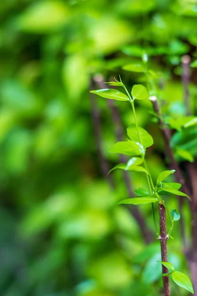 Yaprakların büyümesi