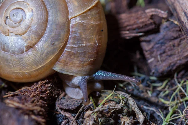 Bitki üzerinde salyangoz