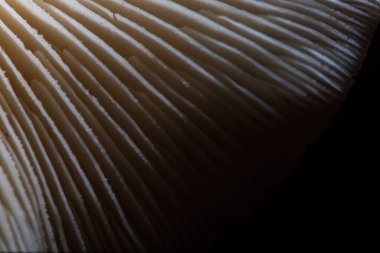 Mantarların yapısı