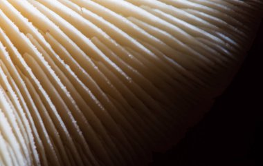 Mantarların yapısı