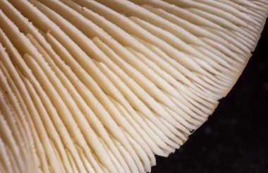 Mantarların yapısı