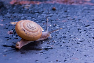 Masadaki salyangozu kapat.